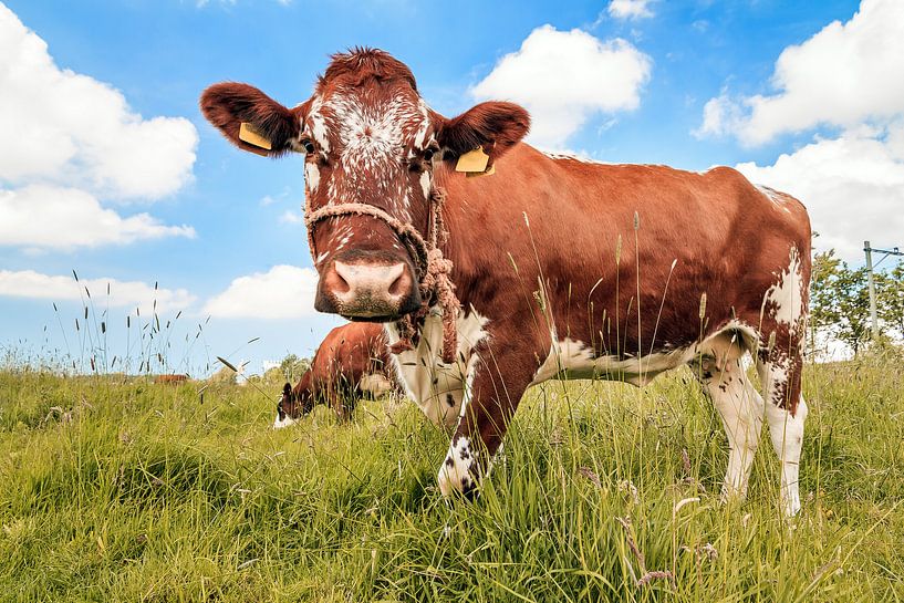 Bruine koe in een veld in de zomer par Dennis van de Water