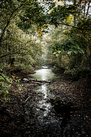 Bosbeek in der Stille des beginnenden Herbstes von Femke Ketelaar