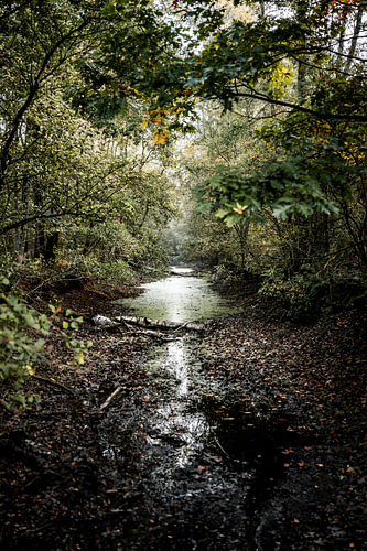 Bosbeek in the tranquillity of early autumn