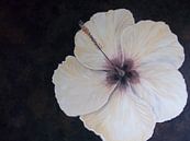 Butter Yellow Hibiscus Painting von Rhonda Clapprood Miniaturansicht