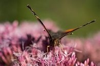 Macro van een vlinder van Marloes van Pareren thumbnail