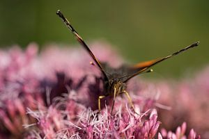Macro d'un papillon sur Marloes van Pareren