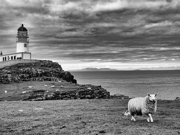 Schottland Neist Point Schaf in schwarz-weiß von Carina Meijer ÇaVa Fotografie