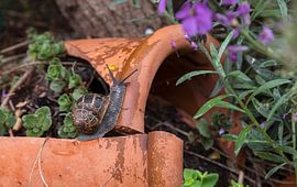 een gewone bruine tuinslak kruipt over een stenen pot in de tuin