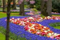 A path of spring flowers