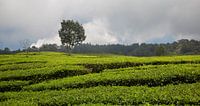 theeveld java indonesie