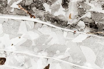 Frozen van Marieke de Boer