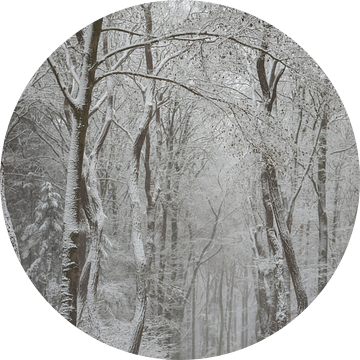 Sneeuw in het bos van Danielle Bosschaart