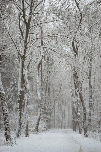 Sneeuw in het bos