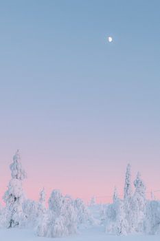 Marshmallow bomen zonsondergang | reisfotografie print | Saariselkä Lapland