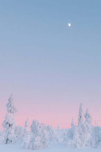 Marshmallow Bäume Sonnenuntergang | Reisefotografie Druck | Saariselkä Lappland