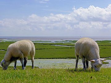 Sheep on Terschelling by Jessica Berendsen