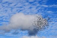 A flock of birds in autumn by Claude Laprise thumbnail