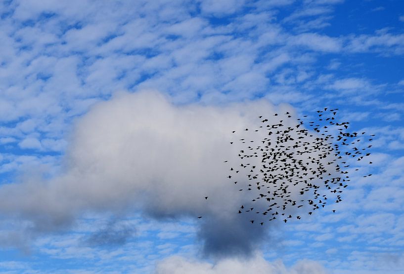 A flock of birds in autumn by Claude Laprise