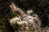 Jonge reigers proberen hun vleugels uit in hun nest von Harrie Muis Miniaturansicht