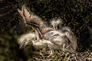 Jonge reigers proberen hun vleugels uit in hun nest