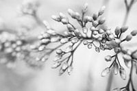 Close-up of a Flower in Button in Black and White
