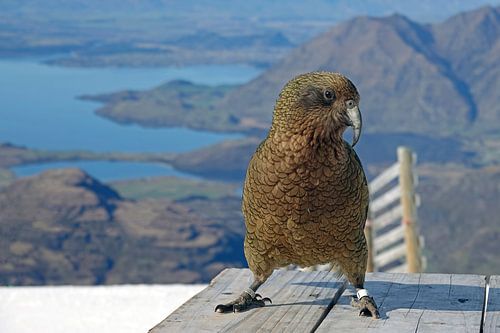Kea bij Lake Wanaka in Nieuw Zeeland