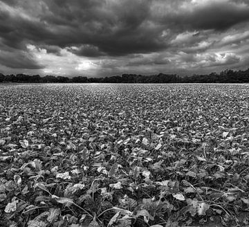 Weite Sicht über ein Zuckerrübenfeld an einem bewölkten Sommertag. von John Duurkoop