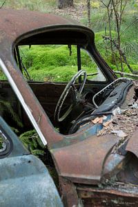 Bœuf en voiture au cimetière en forêt de Ryd, Suède