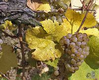 Rieslingtraube