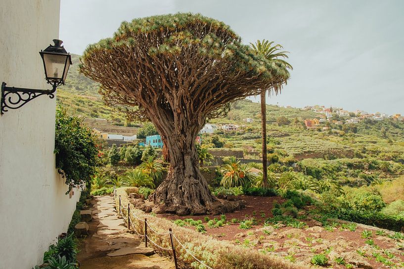Drachenbaum in Icod de los Vinos – Kanarische Naturwunder von NZME Photography