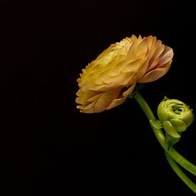 Fleur solitaire sur Rita Tielemans Kunst