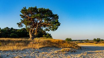 Zonsopkomst boom in Loonse en Drunense Duinen van Jessica Lokker