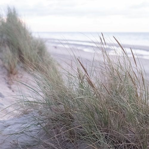 Dune grass on the North Sea