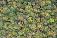 Laubwälder in den Niederlanden von Jeroen Kleiberg Miniaturansicht