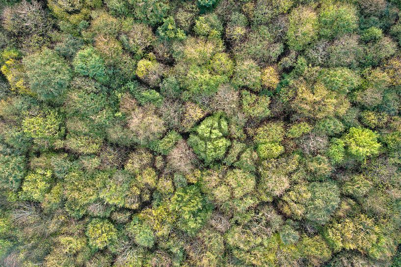 Laubwälder in den Niederlanden von Jeroen Kleiberg