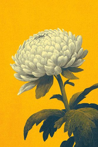 Chrysant Illustratie