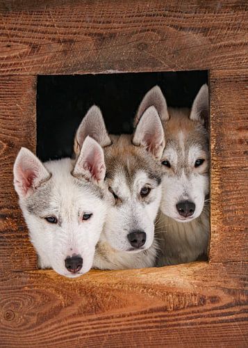 Drie husky puppy's
