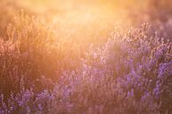 Zonsopkomst over de Edese heide (2:3) van Lolke Bergsma thumbnail