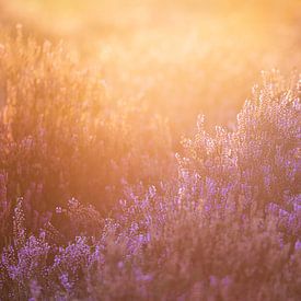 Sonnenaufgang über der Heide der Eden (2:3) von Lolke Bergsma