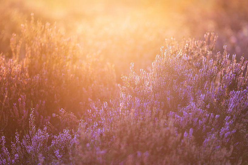 Zonsopkomst over de Edese heide (2:3) van Lolke Bergsma