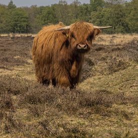 Schottischer Highlander in den Gasterseedünen von Loes Fotografie