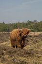 Schotse Hooglander Gasterse Duinen van Loes Fotografie thumbnail