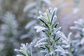 rhyme on rosemary in winter light by picsbyronenvief