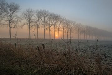 Rij bomen in de mist van Moetwil en van Dijk - Fotografie