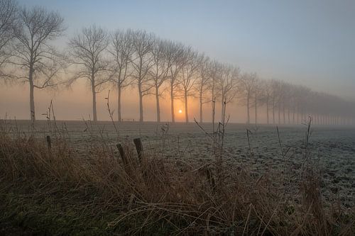 Rij bomen in de mist