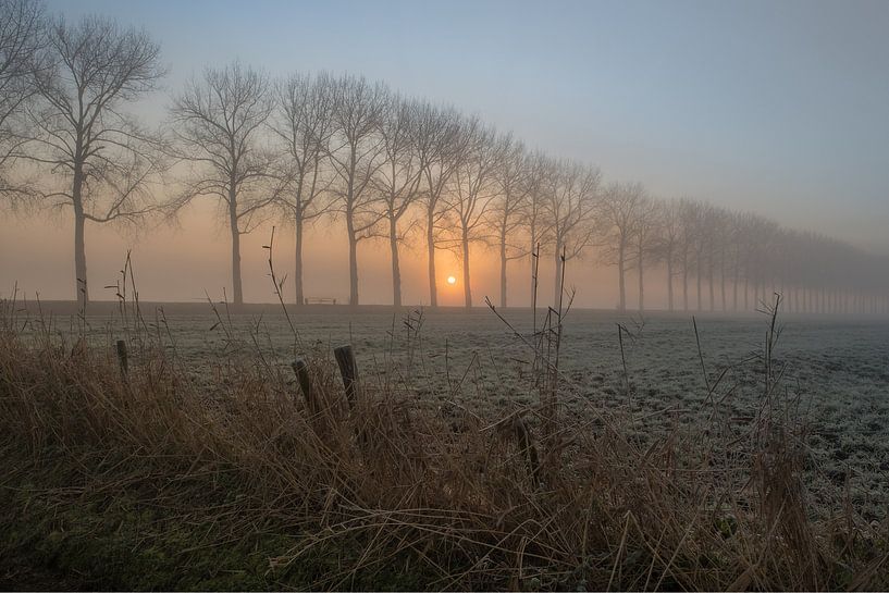 Row of trees in the fog by Moetwil en van Dijk - Fotografie