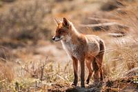 Fox in the dunes