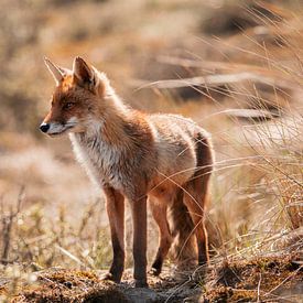 Fuchs in den Dünen von iris hensen