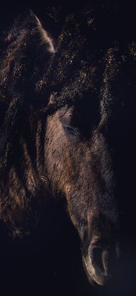 Konik paard Oostvaardersplassen van Nienke Bot