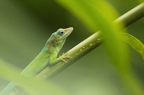 Eidechse von Steffie van der Putten