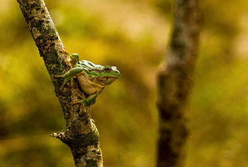 Laubfrosch