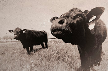 Wagyu