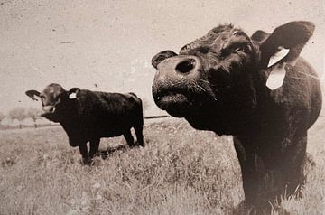 Wagyu van Kurt Schraepen