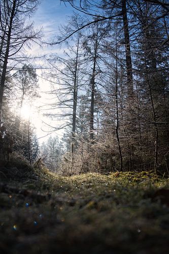 Forest path in Epe (frozen ground)